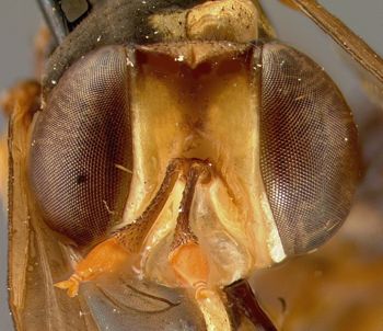 Media type: image;   Entomology 19769 Aspect: head frontal view